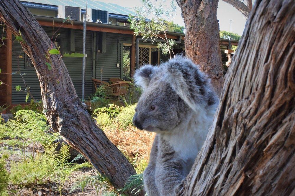 Kangaroo Island Wilderness Retreat Flinders Chase Exteriér fotografie